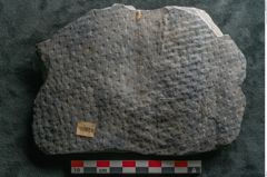 Foto (Detailansicht) von Sigillaria sp. (NHMW-GEO-2024-0188-11216)